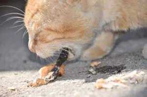 شكل ترجيع القطط