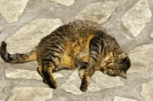 تعسر ولادة القطط