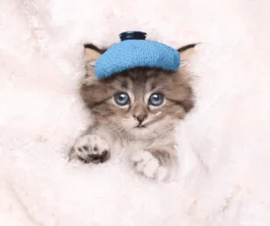 سبب اسهال القطط الرضيعة