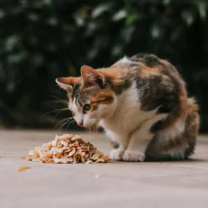 اعراض تسمم القطط