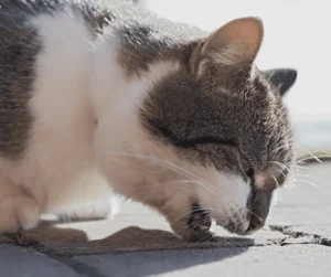 تسمم القطط بالزئبق