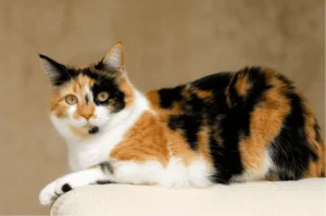 اسامي قطط ملونة