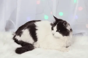 اسامي قطط سوداء و بيضاء