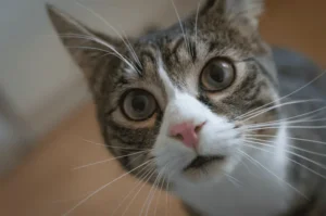 اسامي قطط غريبة