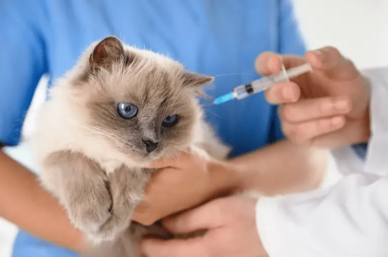 آثار تطعيمات القطط