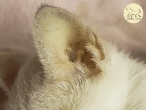 يرقان القطط