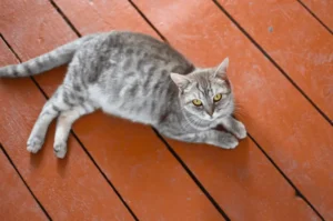 العنايه بالقطط الحامل