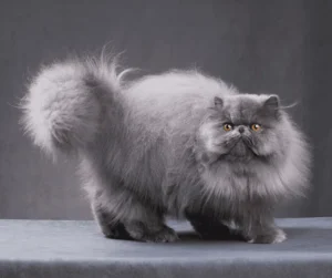 تربية القط الشيراز وطرق رعايته