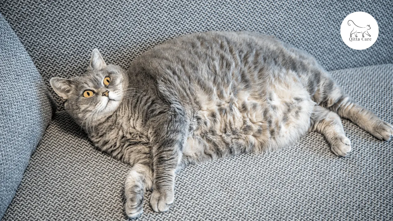 اسباب انتفاخ بطن القطط