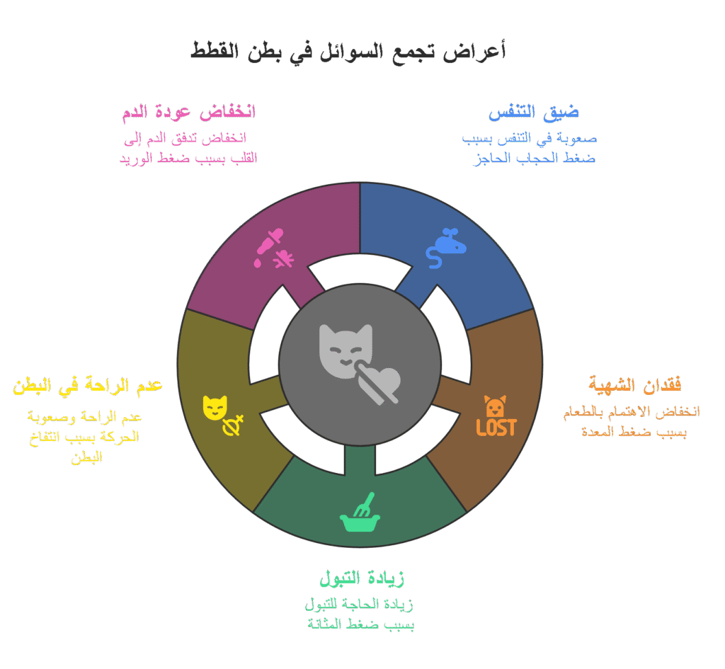 الأعراض العامة لتجمع السوائل في بطن القطط