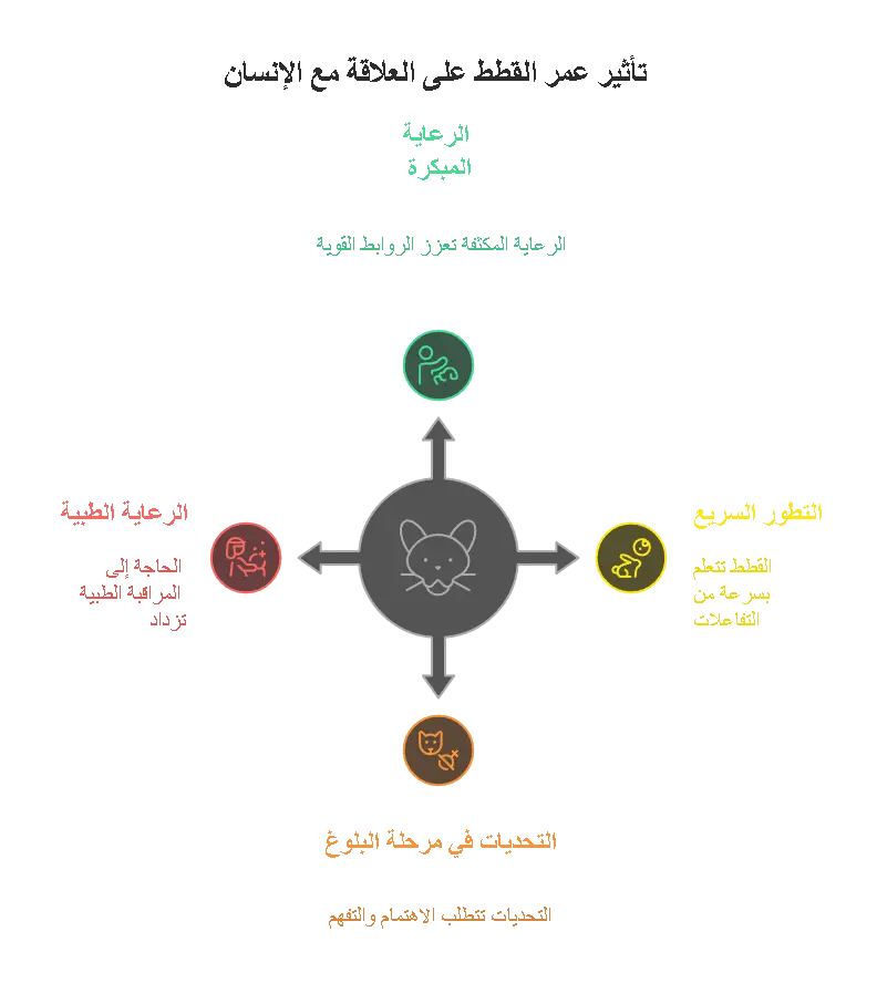 تأثير عمر القطط على العلاقة مع الإنسان