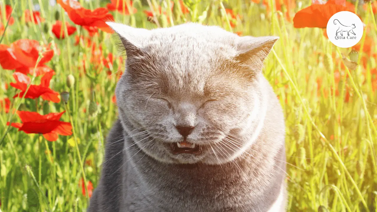 سبب عطس القطط