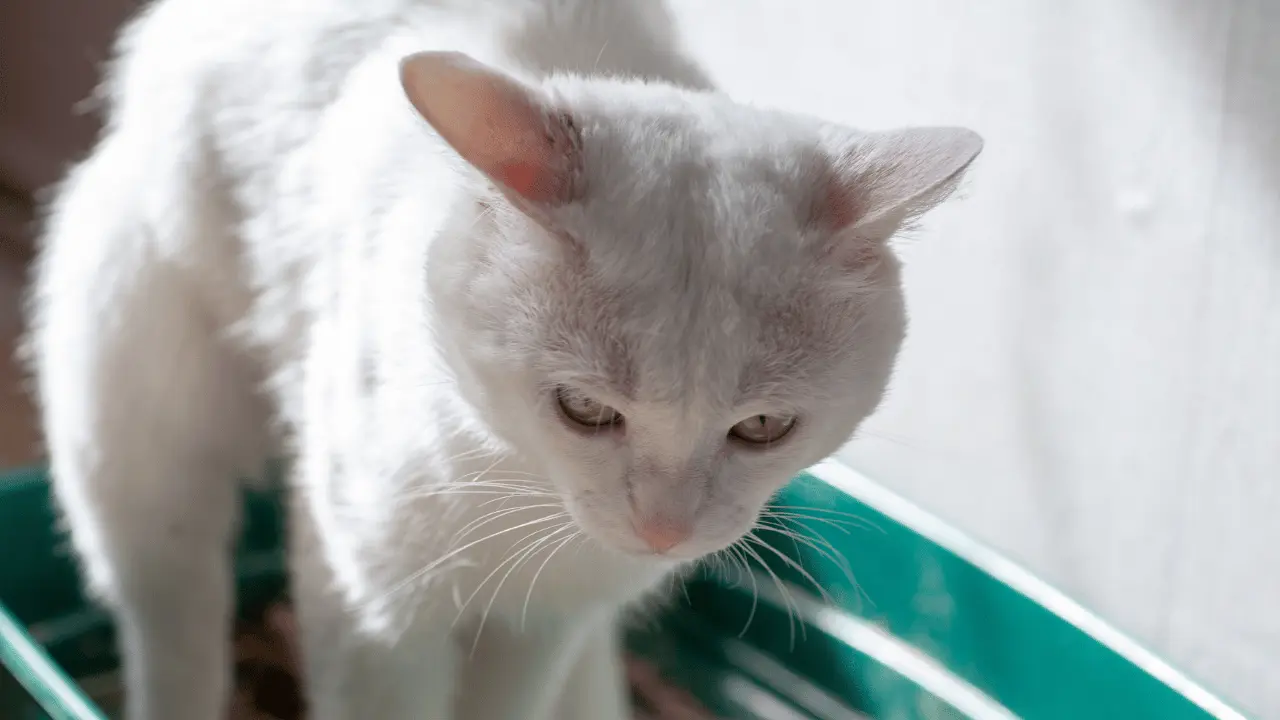 علاج الامساك عند القطط بالاعشاب