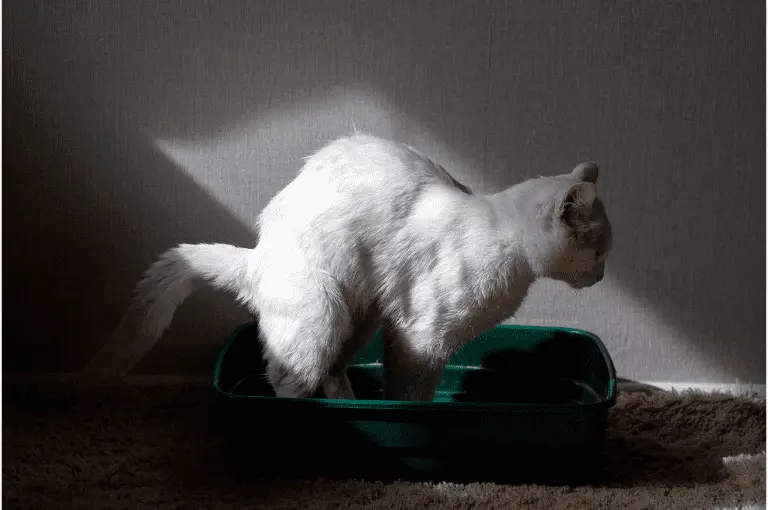 حصوات الستروفايت في القطط