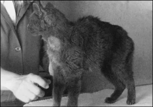 مشية القطة غير الطبيعية