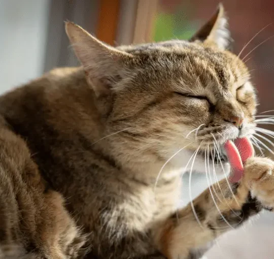 مشاكل الجهاز الهضمي عند القطط