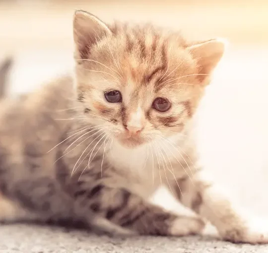 الاضطرابات القهرية عند القطط