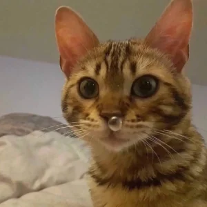 التهاب الأنف والجيوب الأنفية عند القطط