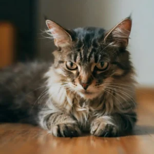 البكتيريا المطثية عند القطط