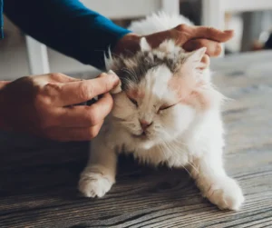 تشوهات عيون القطط الولادية