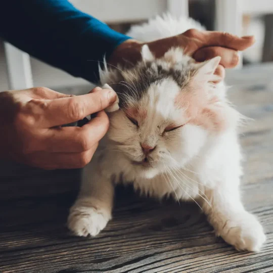 تشوهات عيون القطط الولادية