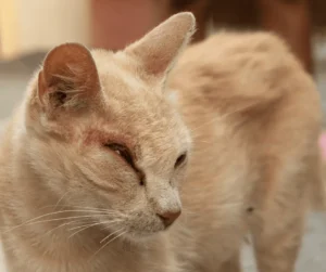 العين الحمراء للقطط