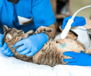 التهاب الرحم القيحي عند القطط