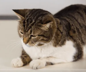 خلل الوظائف الإدراكية عند القطط