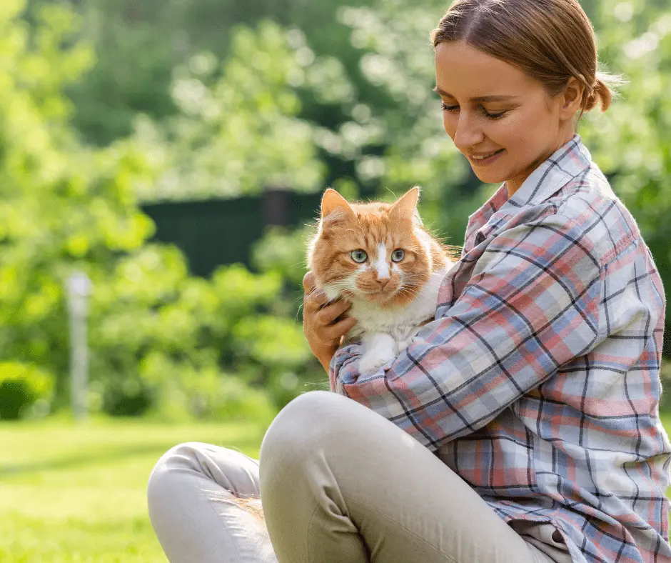 التعامل مع القطط