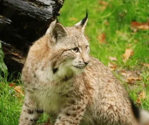 القطط البرية