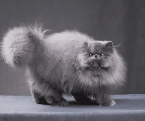 انخلاع رضفة الركبة للقطط