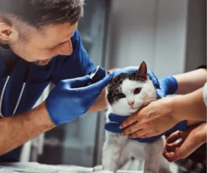 التهاب الأذن الخارجية والوسطى للقطط