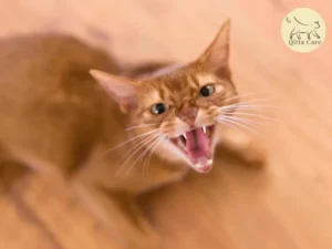 داء الكلب عند القطط