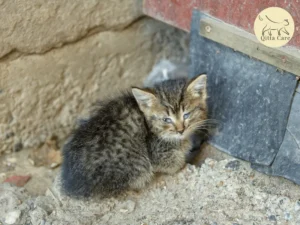 البانلوكوبينيا عند القطط