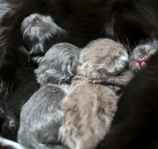 موت القطط الصغيرة