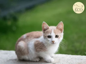 ارتعاش القطط