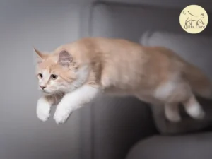 كدمات القطط