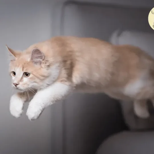 كدمات القطط