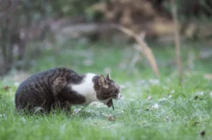 تسمم القطط بمادة الميتالدهيد