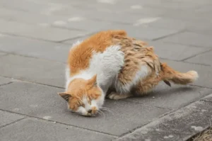 لدغات البراغيث للقطط