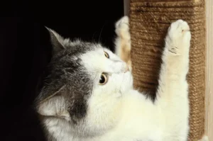 اضطرابات اظافر القطط