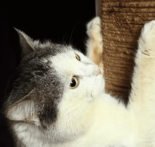 اضطرابات اظافر القطط