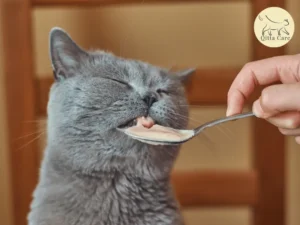 صعوبة بلع الطعام عند القطط