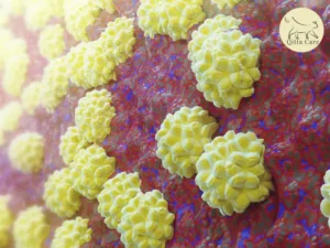 الكلاميدوفيليا عند القطط