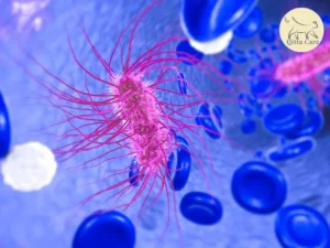 الإيشريشيا كولي في القطط