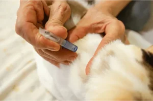 متلازمة الكلية عند القطط