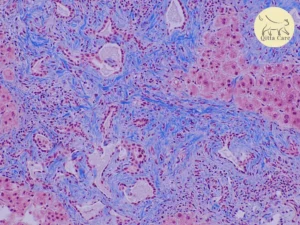 التهاب القنوات الصفراوية عند القطط