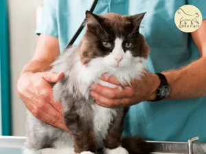 التهاب الرئة البكتيري عند القطط