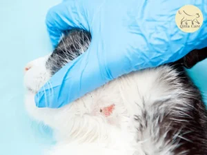 الذئبة الحمامية عند القطط