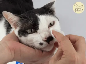 التهاب الجزء الأمامي من عين القطط